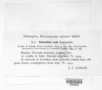 Monilinia ledi image